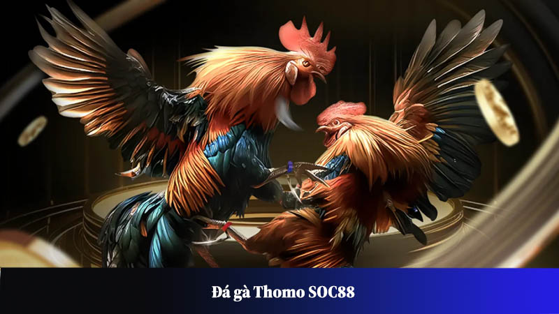 Đá gà Thomo SOC88: Sân chơi giải trí đỉnh cao hàng đầu