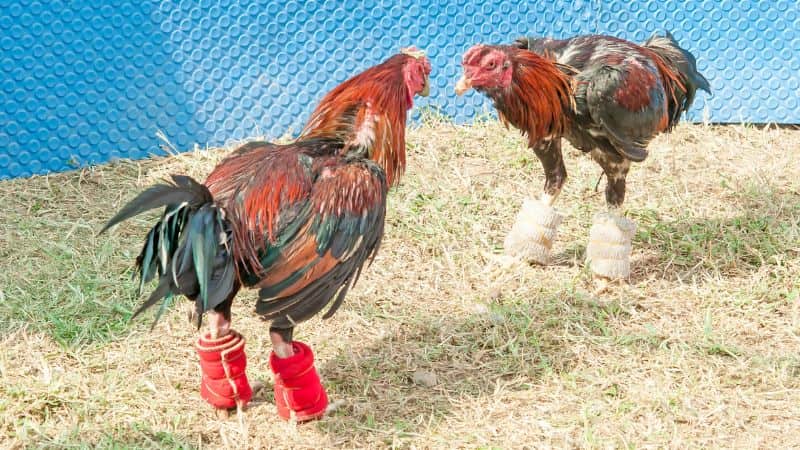 Hướng dẫn người chơi chọn và huấn luyện đá gà cựa dao SOC88