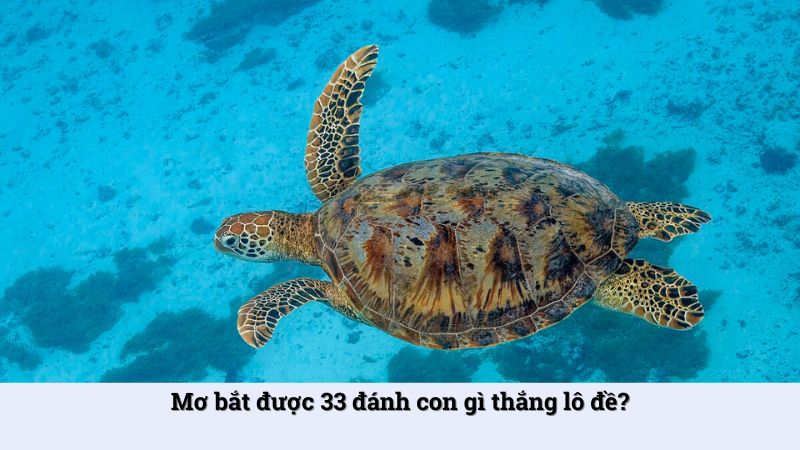 Mơ bắt được 33 đánh con gì dễ ăn thưởng lớn khi chơi lô đề?