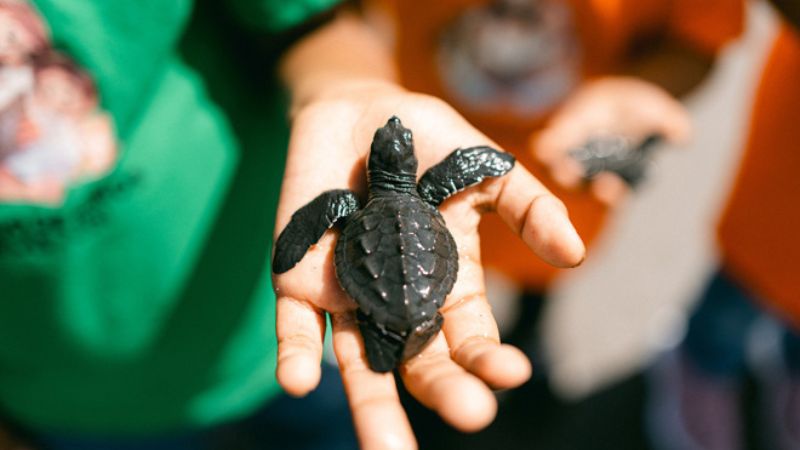 Mơ bắt được 33 đánh con gì? Nguyên nhân mơ thấy bắt 33?